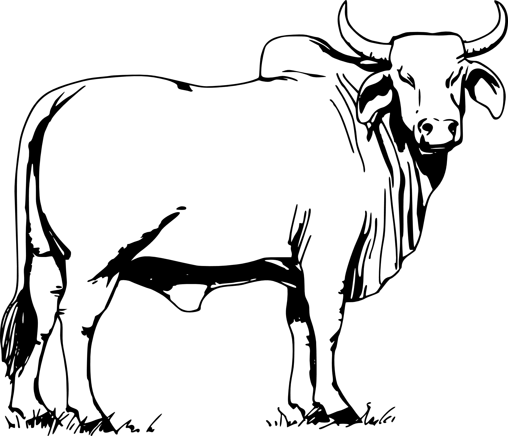 Bovino Corte