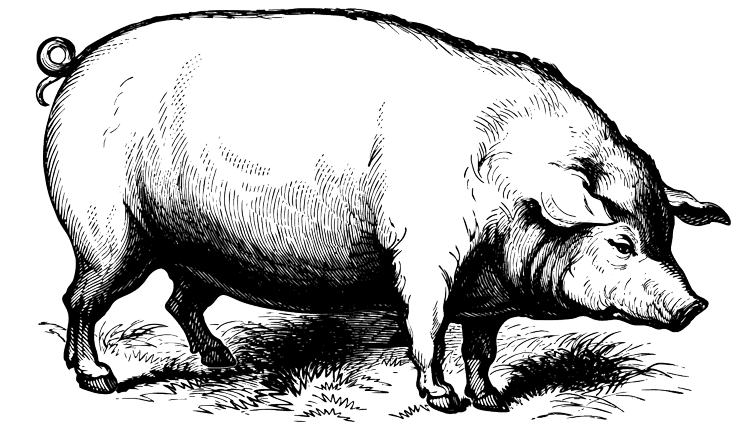 Suíno